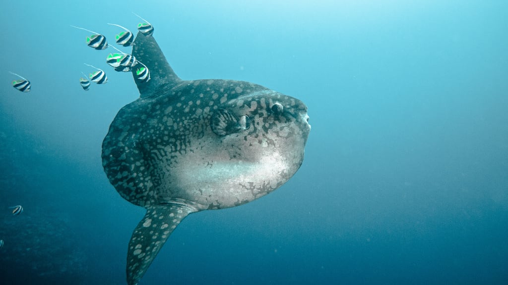 Nusa Penida Dive and Stay Package